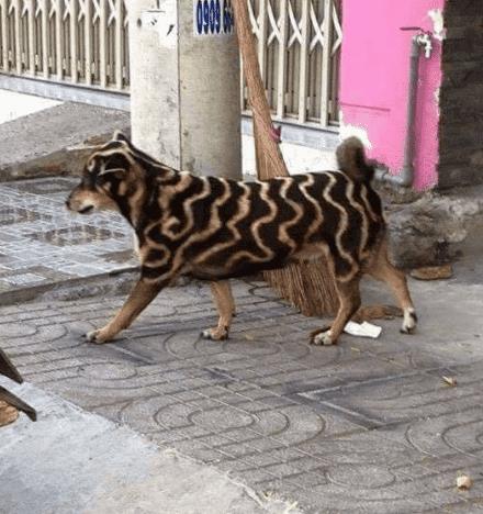 路上碰到神兽狗狗引来很多人围观狗狗主人把我的毛剃成了这样