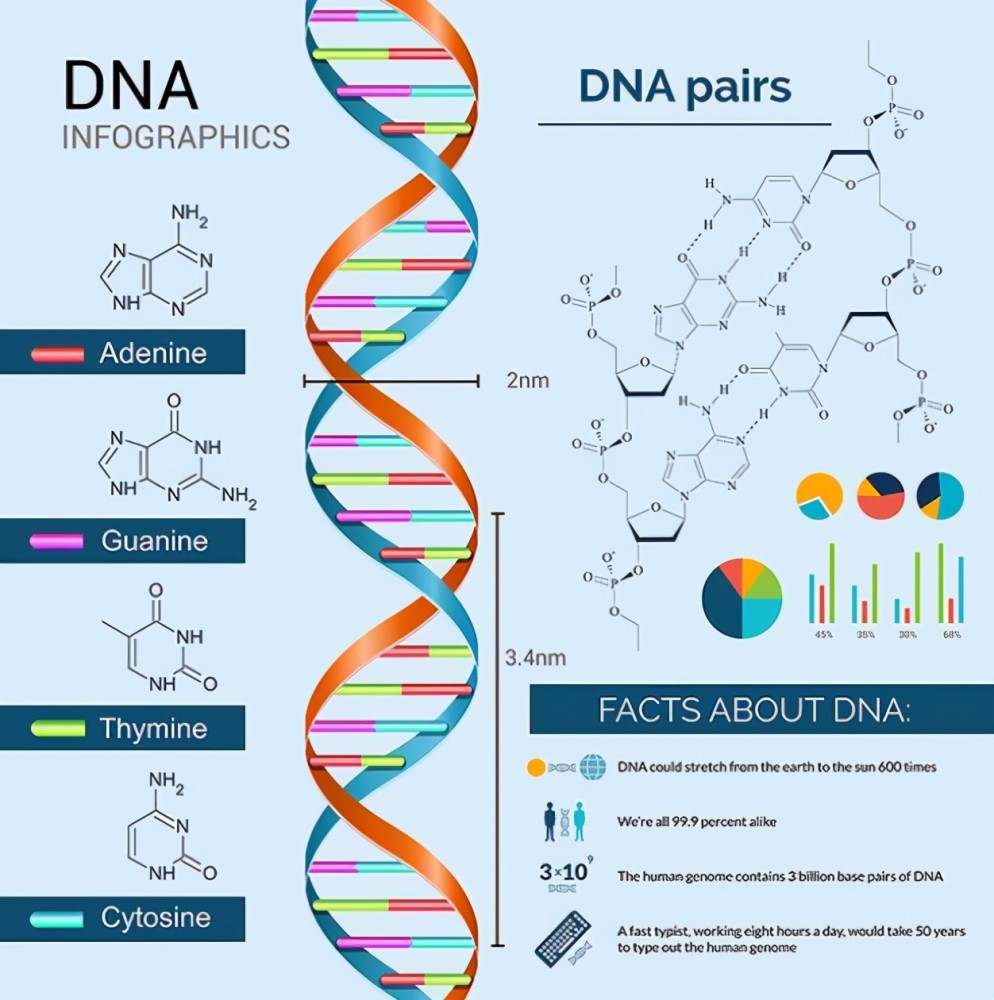 遗传决定寿命研究30的基因会影响人的死亡外界因素更大