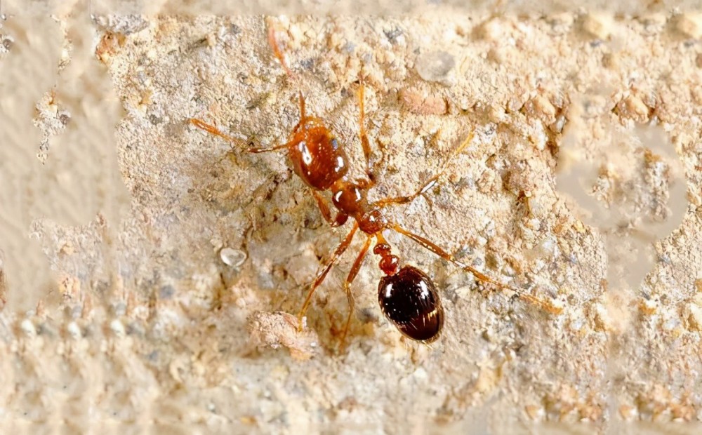 红火蚁入侵我国南方12省,人们"谈蚁色变",为何难以消灭?