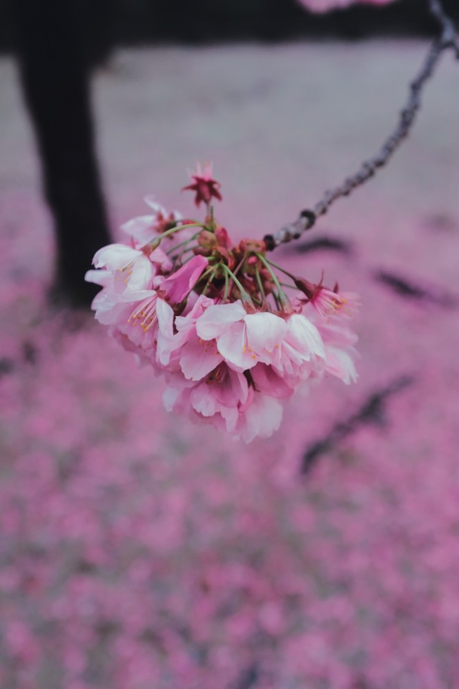 拍樱花照片这4点不要错再送你7个摄影技巧