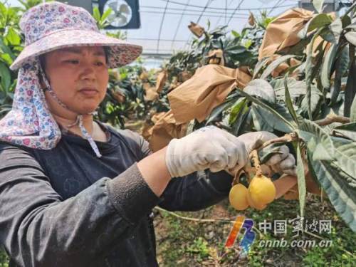 宁海白枇杷采摘基地图片