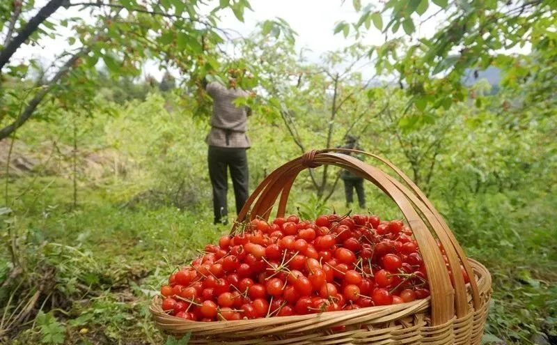大方猫场镇32万亩樱桃迎采收