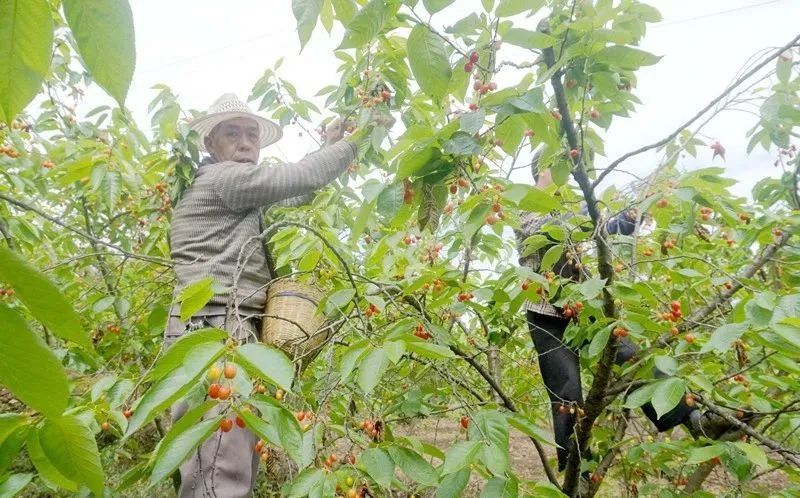 大方猫场镇32万亩樱桃迎采收