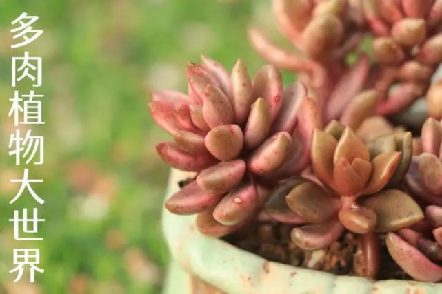 巧克力锦景天科景天属多肉植物又叫苏菲尔斑锦品种