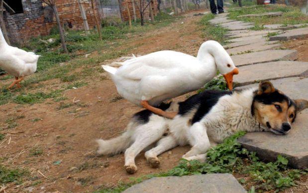 黄鼠狼为什么最怕鹅?鹅究竟有何特殊本领?你怕是不知道鹅啥段位