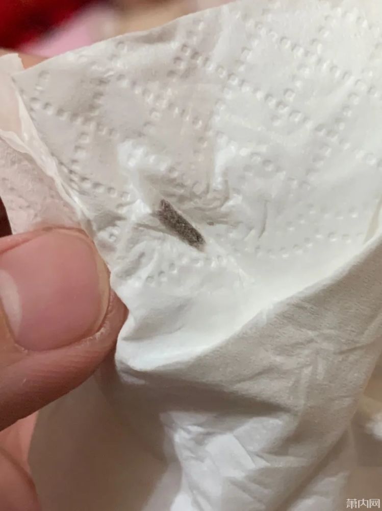 很多杭州人家里出现这种虫一旦看到立马清除破坏性极强专门藏在