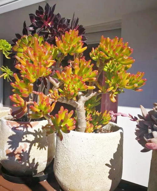 冬天养不好的吸财树,开春后做好4件事,叶子红彤彤,财源滚滚来