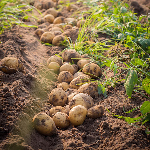 建议收藏春季土豆田管秘诀三农服务热线