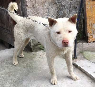 贵州私藏了一座古镇商贸发达上百年还有名贵猎犬