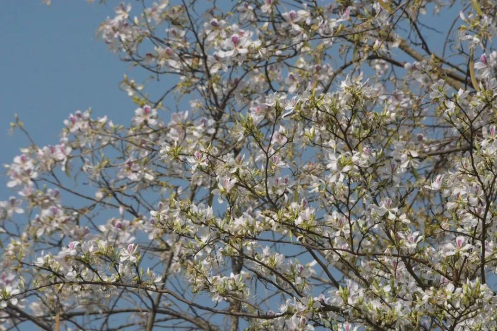 美食拉祜山寨老白花那么好吃你确定不来尝尝