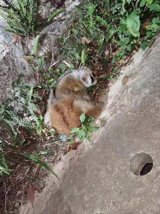 罕见国家一级重点保护动物倭蜂猴流落