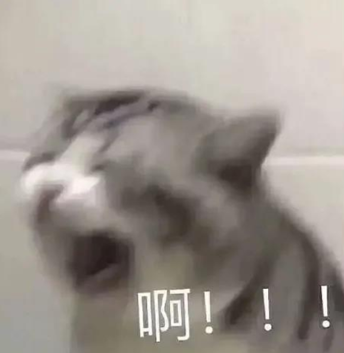 头像表情包丨是沙雕猫咪在大叫啊 腾讯新闻