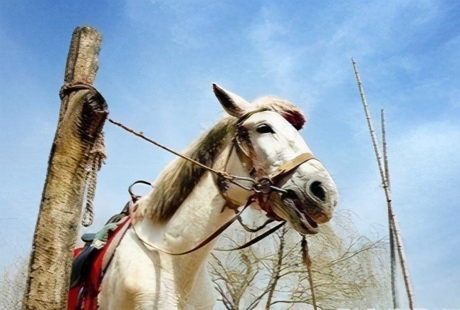 86版西游记白龙马结局凄凉它躲得过妖魔却没能躲过人类的自私冷酷