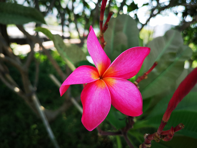 鸡蛋花 一种美丽的观赏花木 可爱又芬芳 腾讯新闻