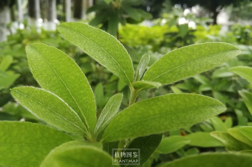 我们这常用毛杜鹃,毛鹃,春鹃这些俗名,反而很少见锦