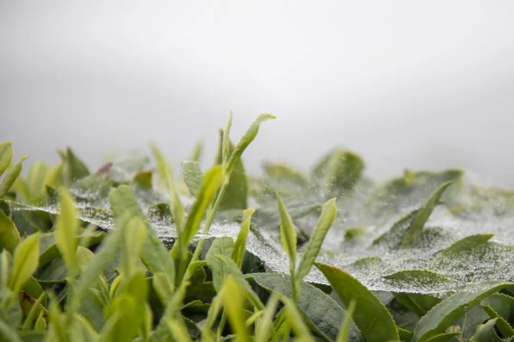 图|一场清明春雨 一座婺源茶山