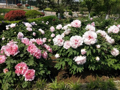 免费开放临沂这里4000株牡丹花盛开