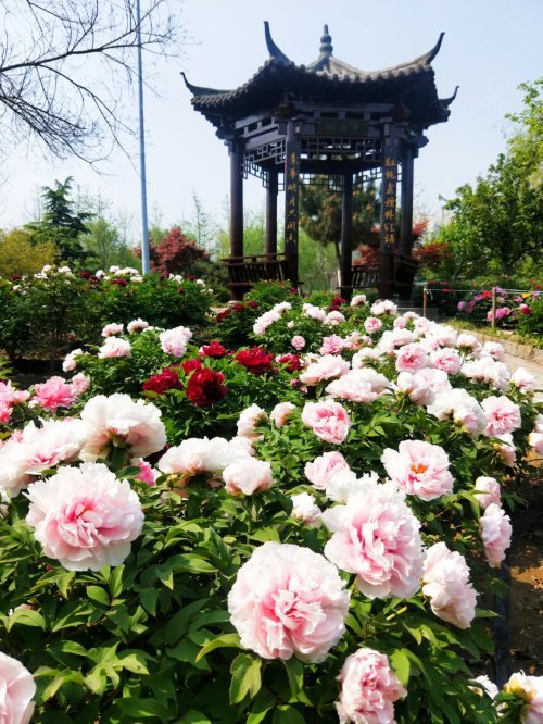 临沂这里4000株牡丹花盛开_腾讯新闻