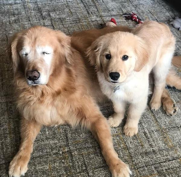 看看你家的狗狗能活多少年 珍惜你们在一起的时间 腾讯新闻