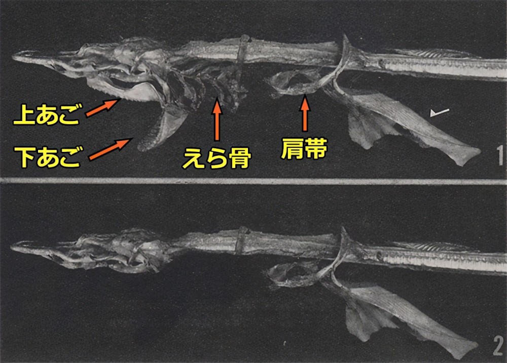 日本渔船捕获神秘生物,船长却为了2亿日元,将国宝丢入太平洋!