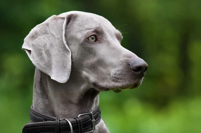 fci第7组:短毛大猎犬组 代表犬种:波音达犬,威玛猎犬