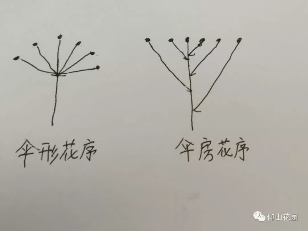 复伞房花序组的特征是花序为宽广平顶的复伞房花序.