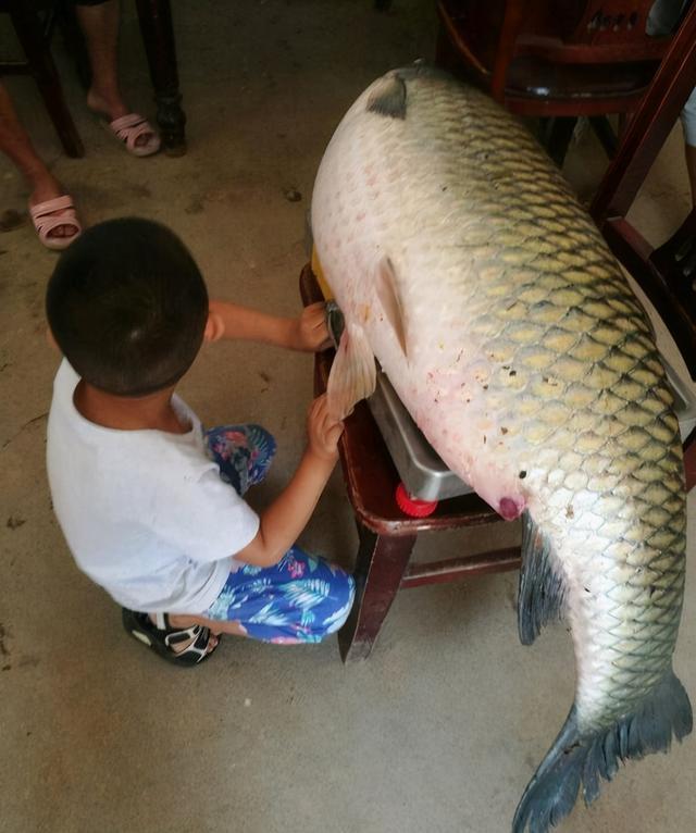 身長1米接近50斤的草魚現身雲南是否還有上百斤的草魚呢