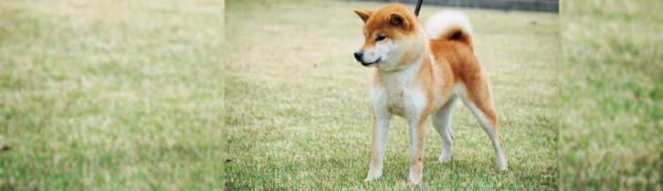 日本杂学 柴犬为什么叫 柴 犬 腾讯新闻