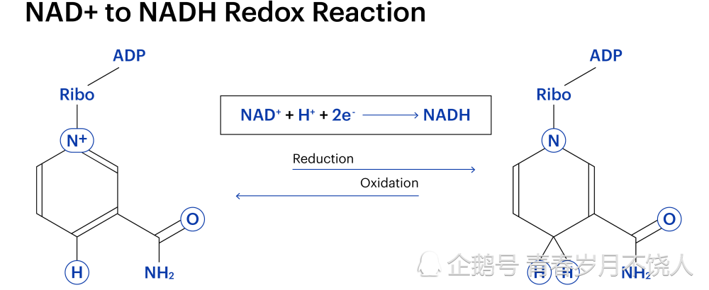 当nad 转换为nadh时,它获得两件事:第一,一个带电的氢分子(h,第二