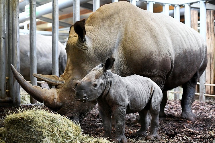 荷兰伯格斯动物园,一只新出生的白犀牛站在母亲身旁,阿纳姆.