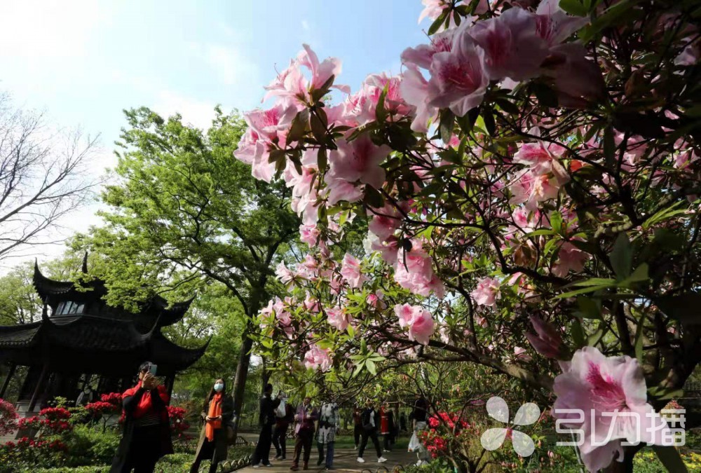 数十个品种各色杜鹃争芳斗艳 苏州拙政园杜鹃花节开幕