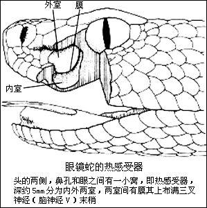 鹿鼎记神龙岛原型岛上的蛇一年只吃两顿被称为生命奇迹