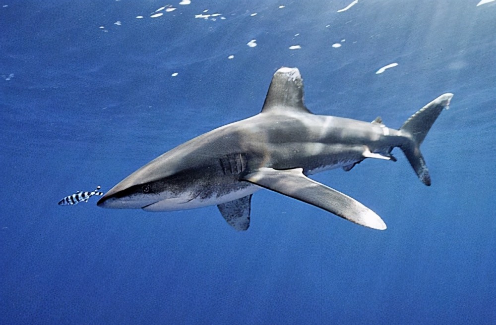 现代有很多优雅迅捷的远洋鲨鱼,如长鳍鲭鲨(isurus paucus)和长鳍真鲨