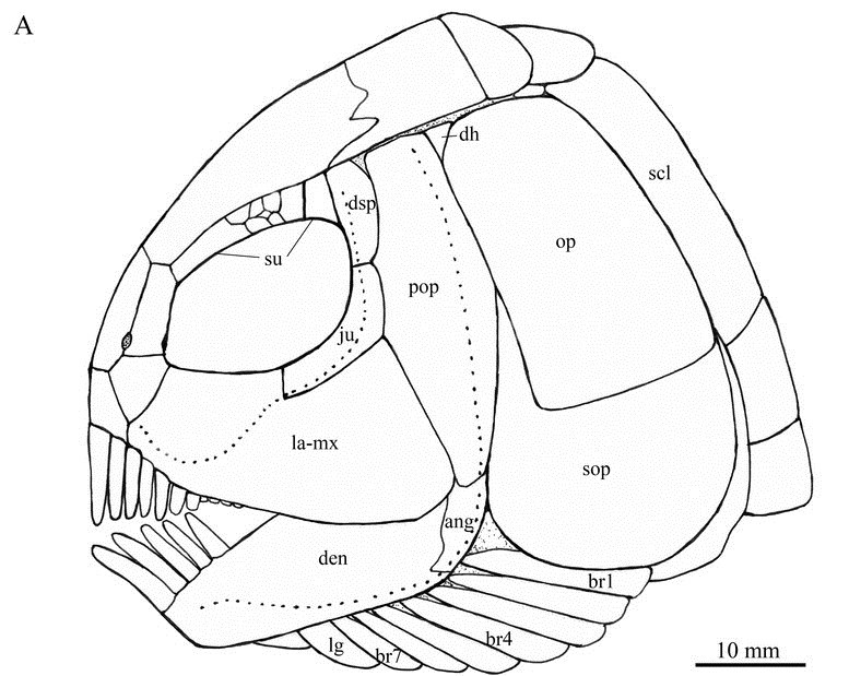 图注:盘州暴鱼的头骨线图,可以看到龅牙,图片来自论文