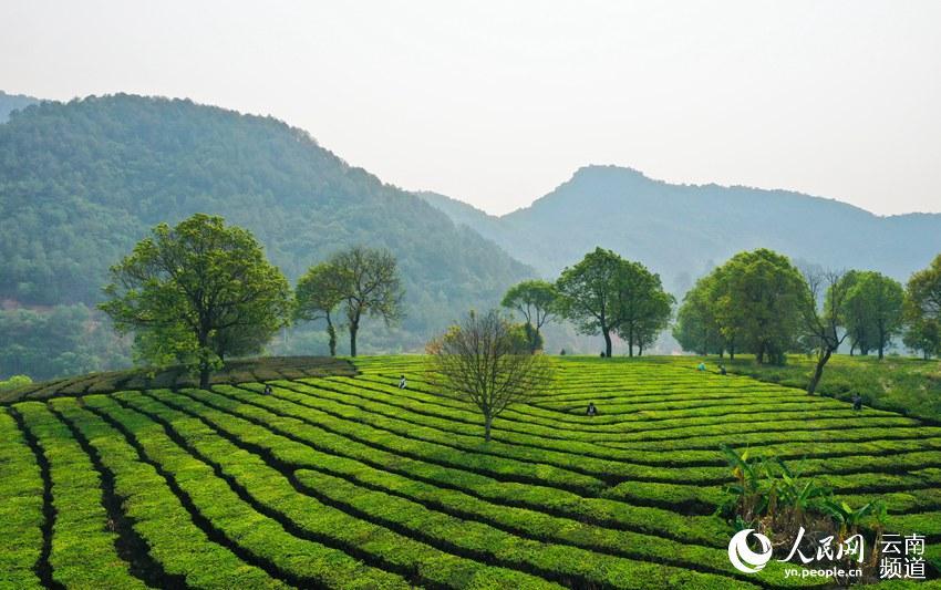 寧洱哈尼族彝族自治縣33萬畝茶園滿目新綠,當地茶農趁著晴好天氣紛紛