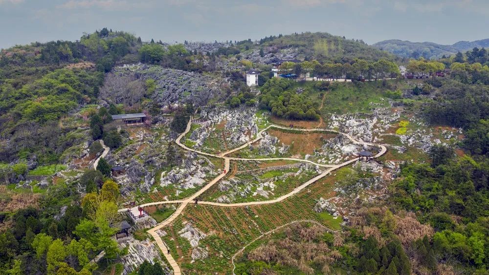 春游江淮请您来丨一分钟看南陵春赏牡丹观丫山花海石林