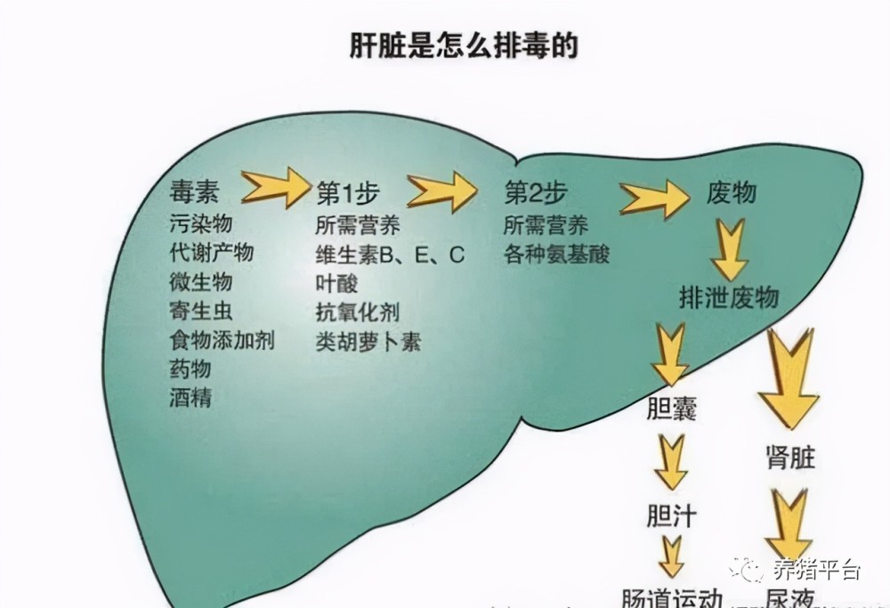 为什么母猪要保肝护肝简述猪肝脏的生理功能与作用