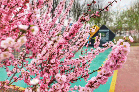 【廊坊春光美】大厂真的好美!