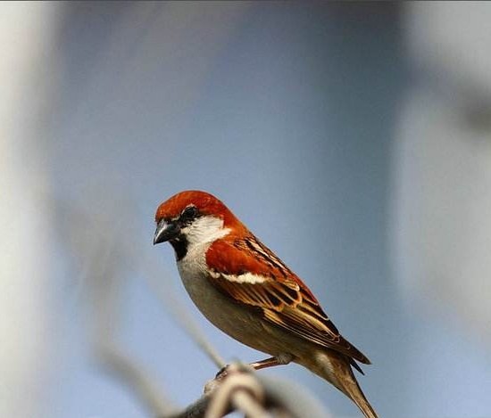 为什么从苏联进口麻雀?麻雀变化大|苏联|季老人|季二童|西伯利亚