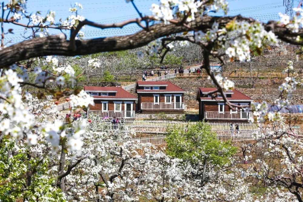 奔赴花乡果巷香雪海开启一场春日花漾之旅