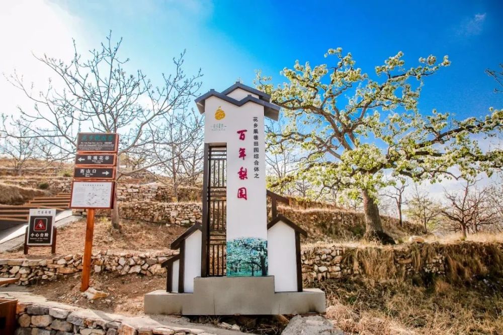 奔赴花乡果巷香雪海开启一场春日花漾之旅