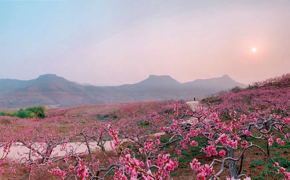 赏桃花品美食 蒙阴岱崮地貌第十六届桃花节开幕