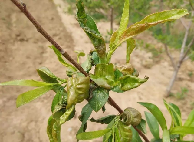 桃树缩叶病如何防治?