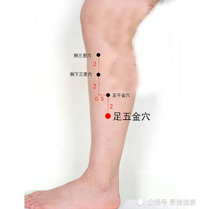 中医健康养生之人体小腿部穴位足五金穴