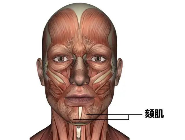 双眼皮下唇缺肌肉图片图片