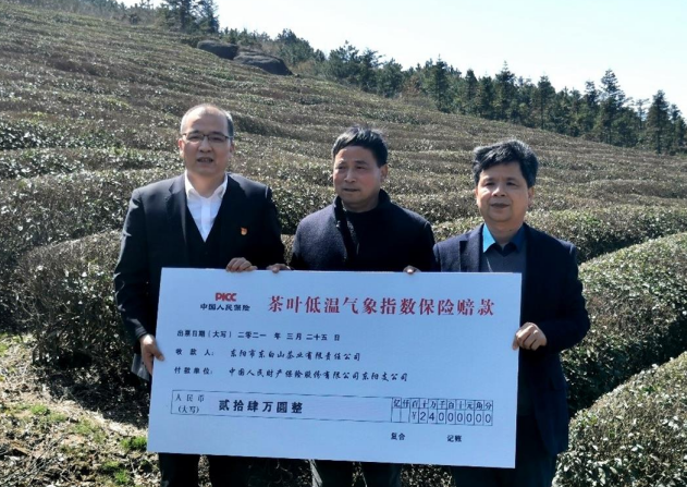 浙江人保财险为11万多亩茶叶提供全生长周期保障