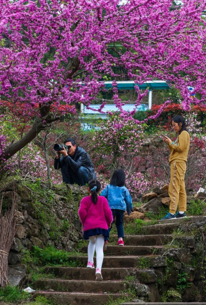 週末迎來最佳觀賞期老屋櫻花四明山的這個高山古村美到炸裂