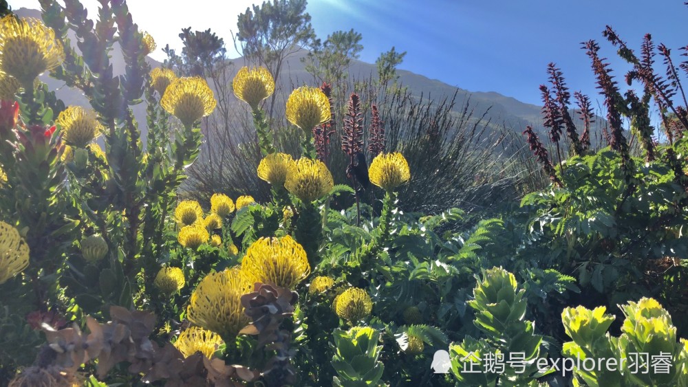 百花齐放太寒酸 这座植物园有4700种花卉 春季赏花景色美出天际 腾讯新闻