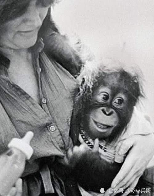 夏特克猩猩纪录片图片