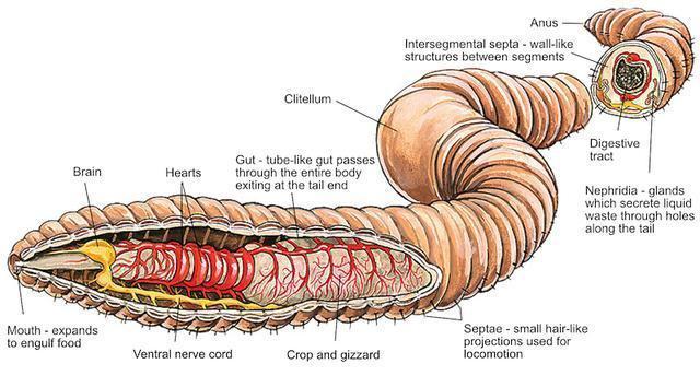 一只蚯蚓被断成两只,它的意识在哪只?_腾讯新闻